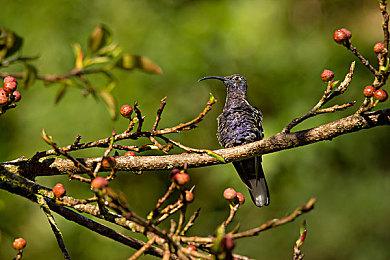 Saber首次确认正开发《星球大战：旧共和国武士 重制版》：项目还活得好好的